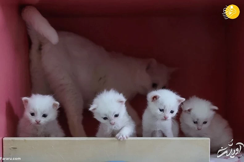 (تصاویر) ویژگیهای منحصربه فرد گربه وان